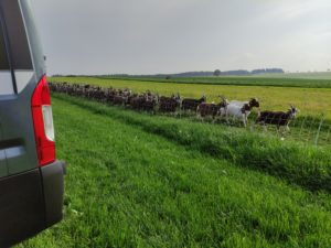 ziegenhof meissgeier feierabend