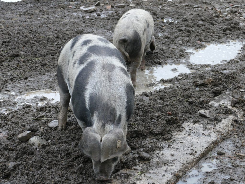 schotten im allgaeu dalmatiner schwein