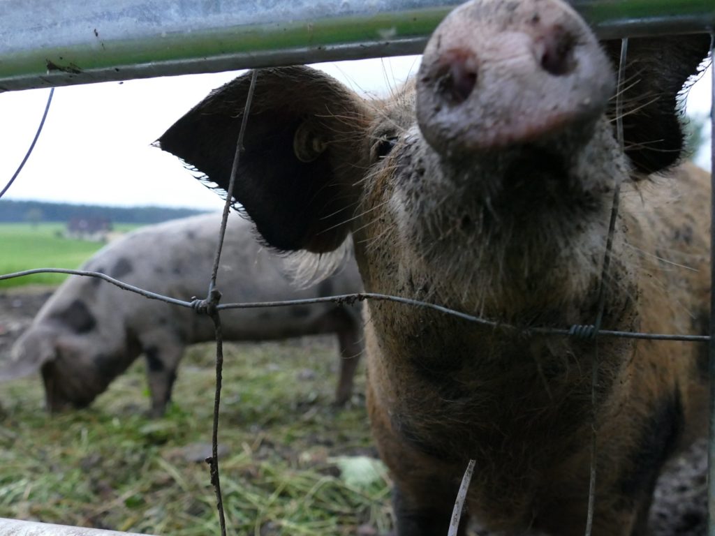 schotten im allgaeu dalmatiner schweine
