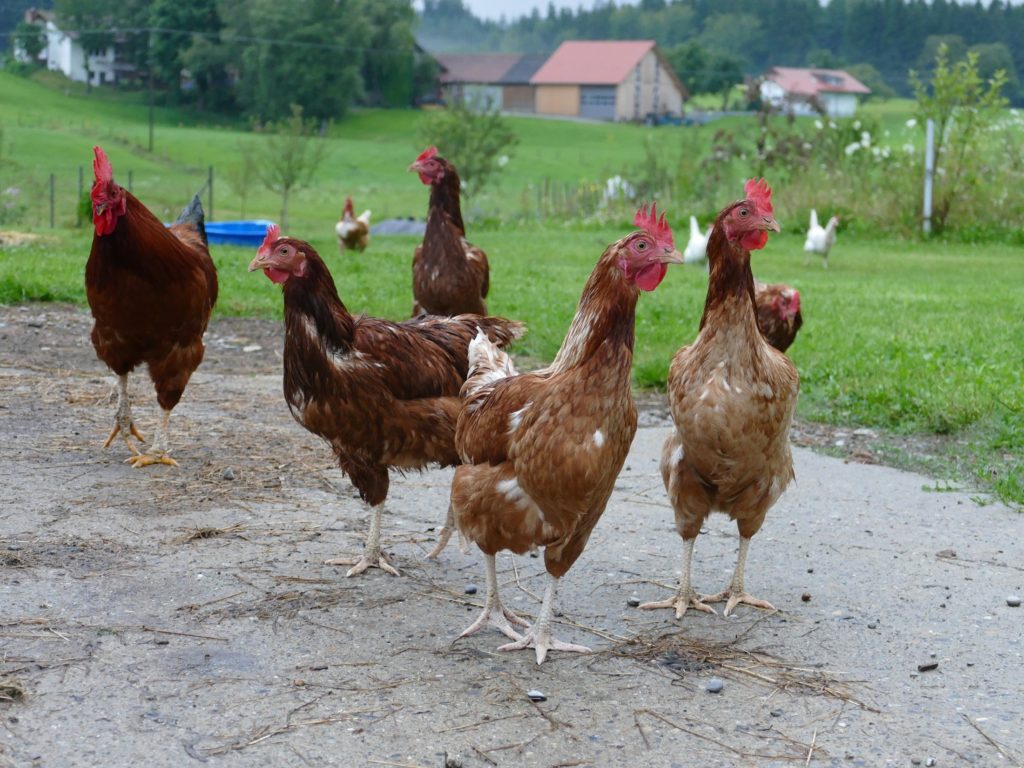 schotten im allgaeu huehner