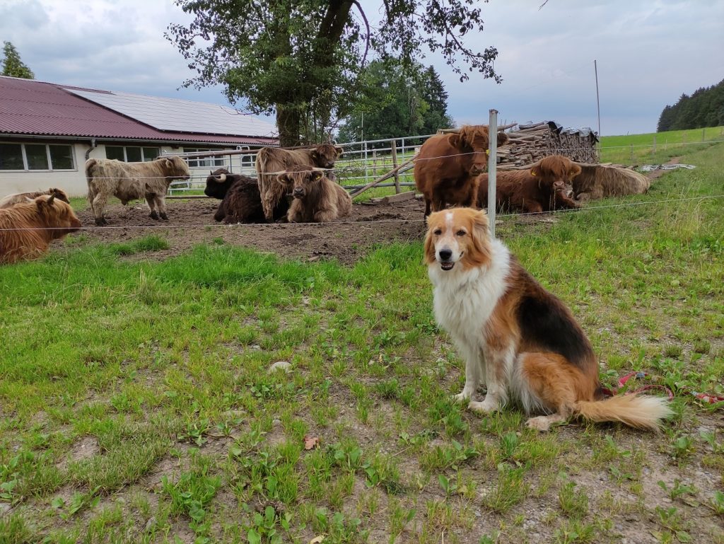 schotten im allgaeu mit emma