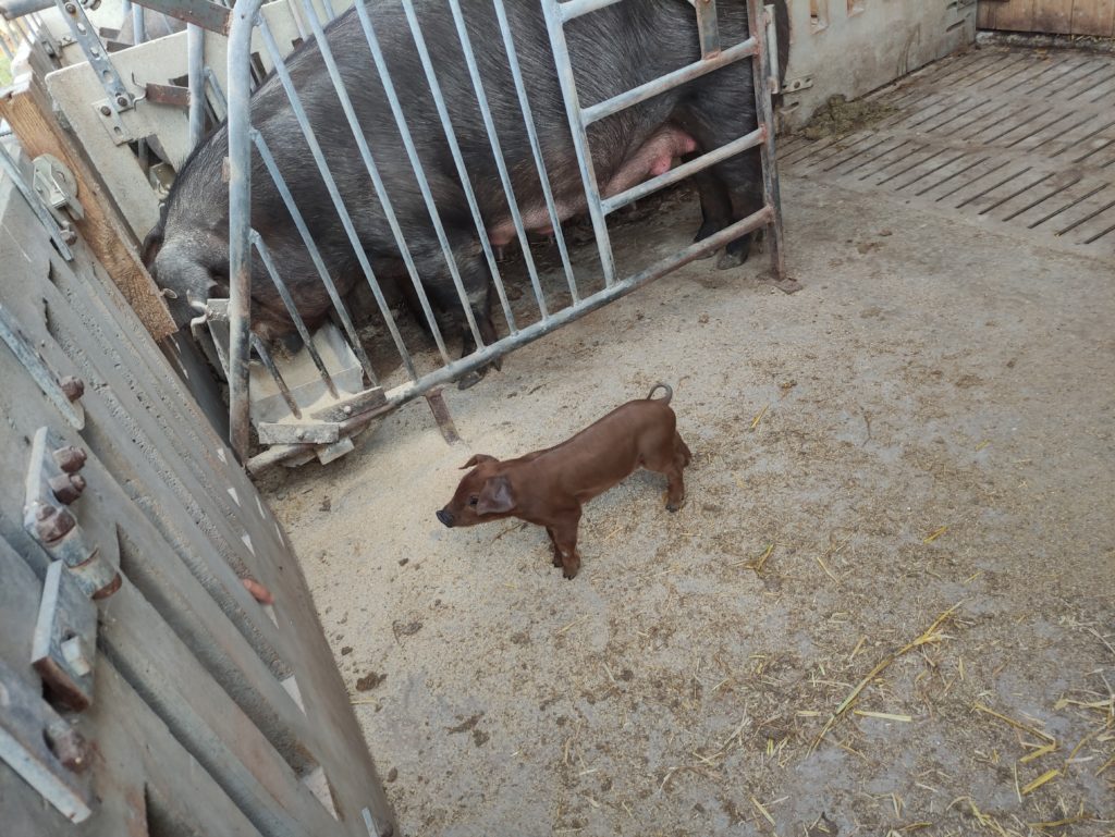 Duroc-Ferkel mit Muttertier