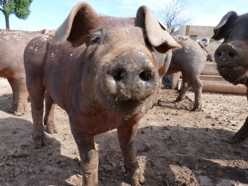 Neugierige Duroc Schweine bei Weidefleisch Seitz