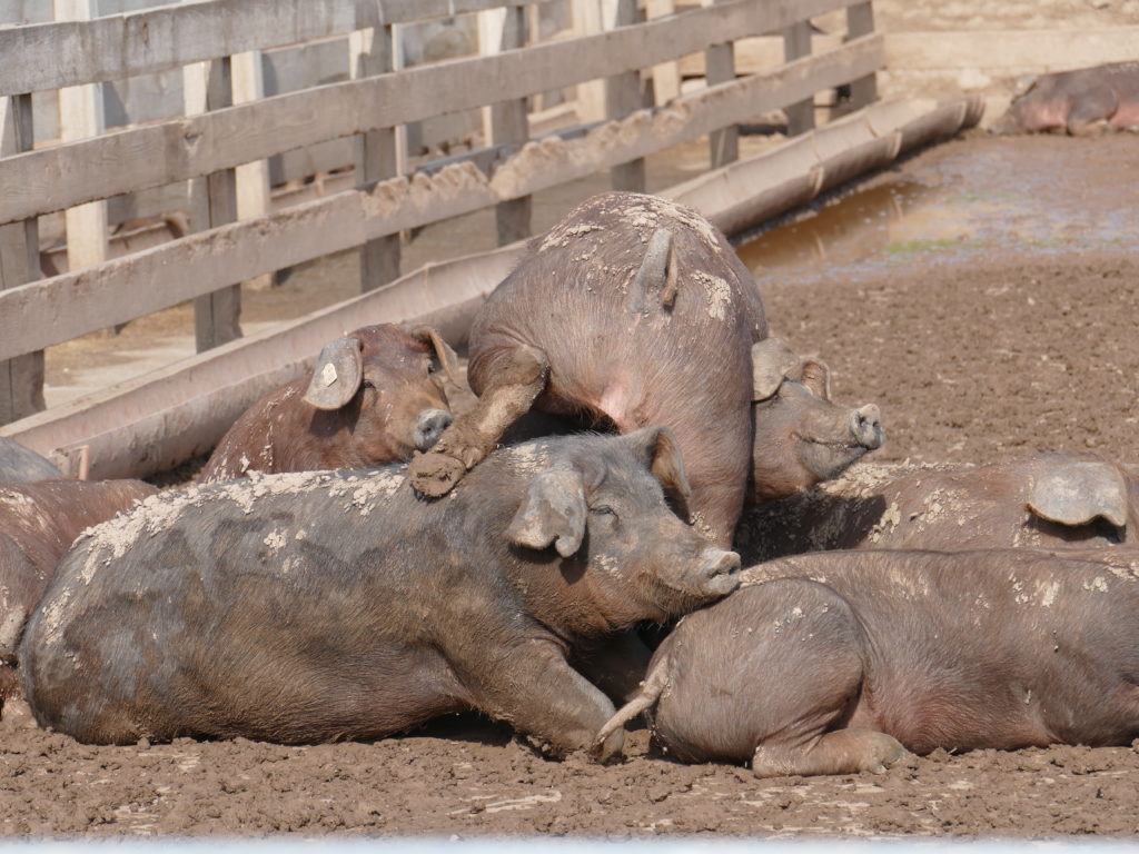 Schweine-Kuscheln