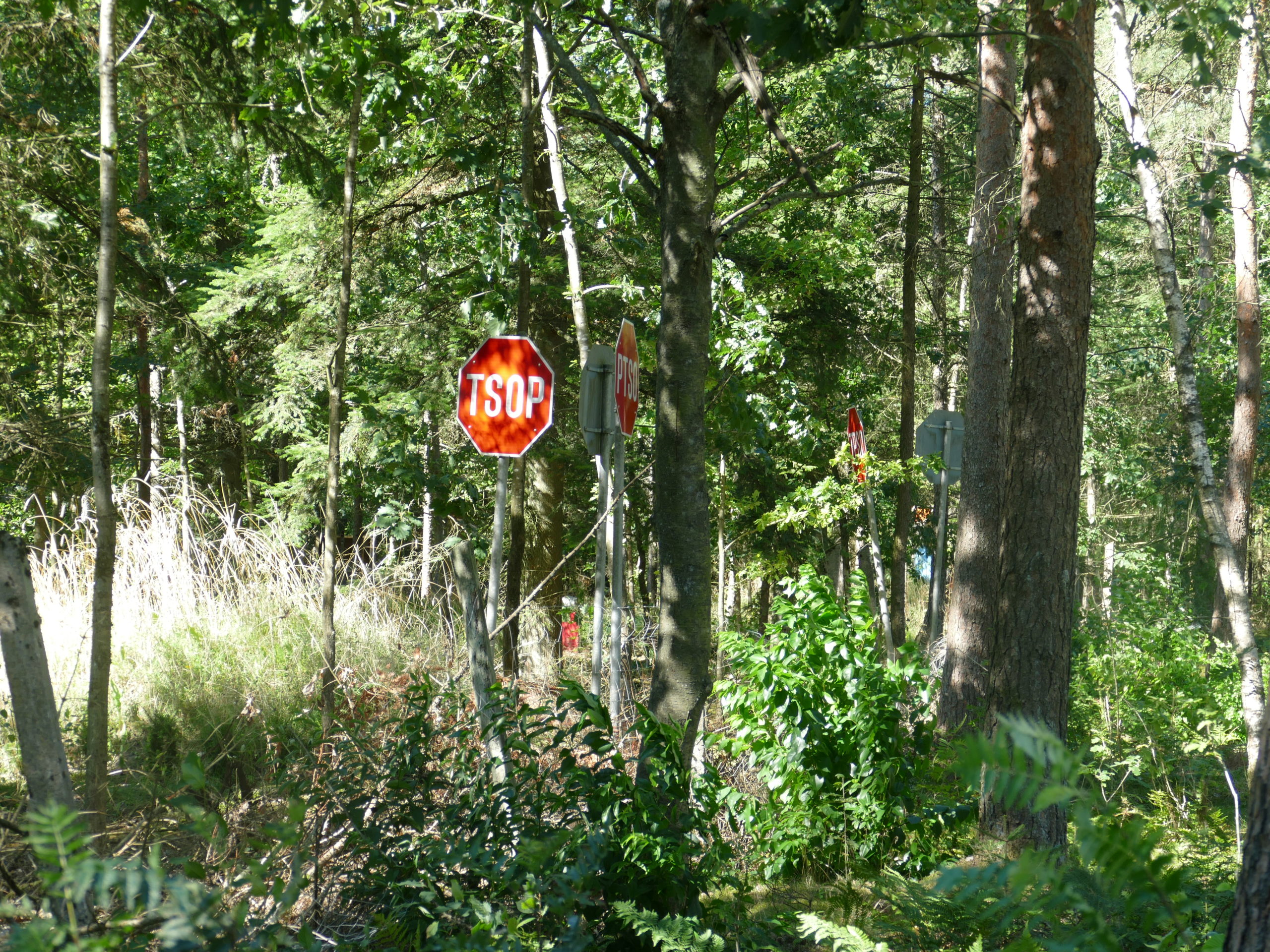 Deep Forest Art Land