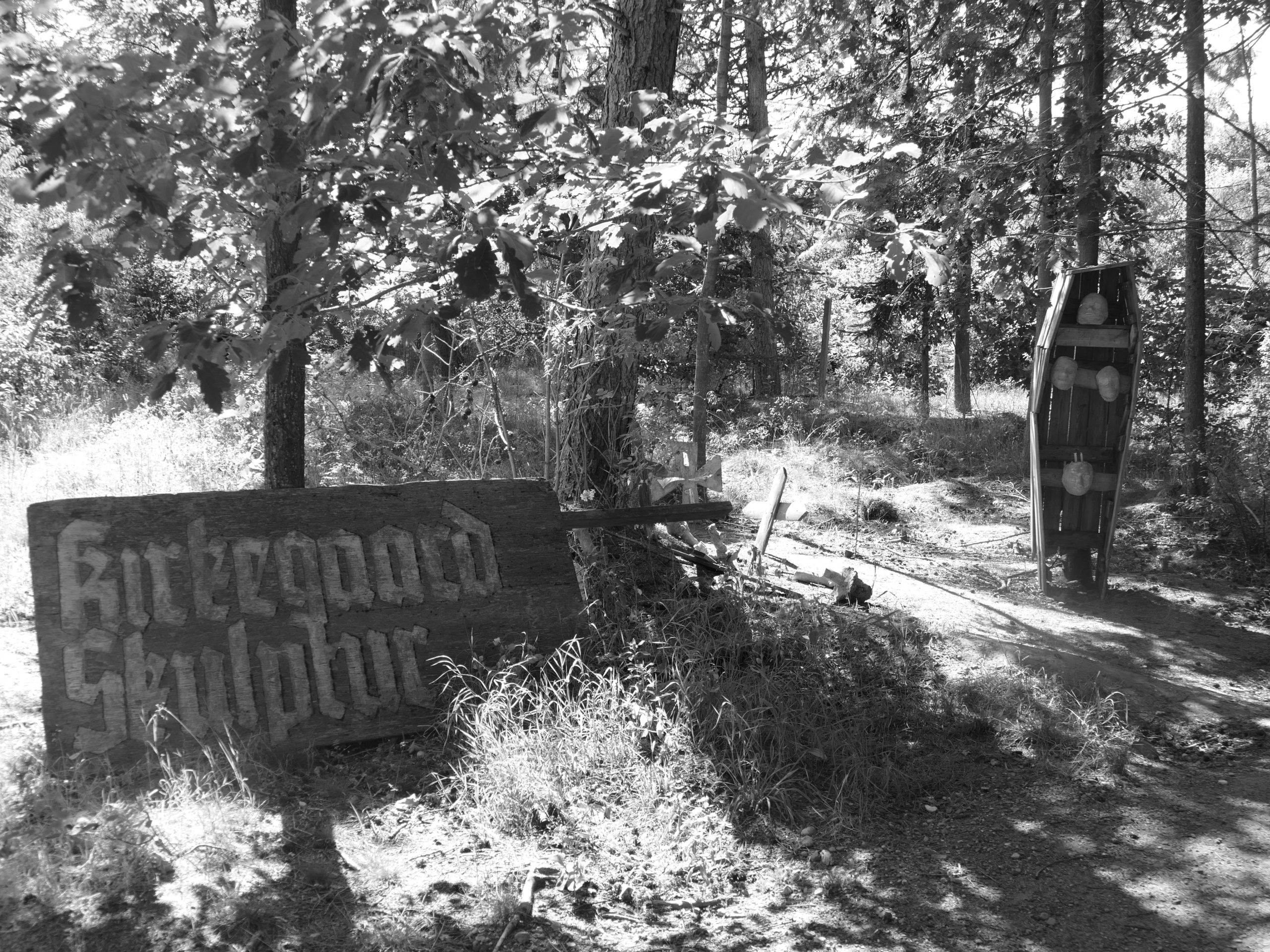 Deep Forest Art Land