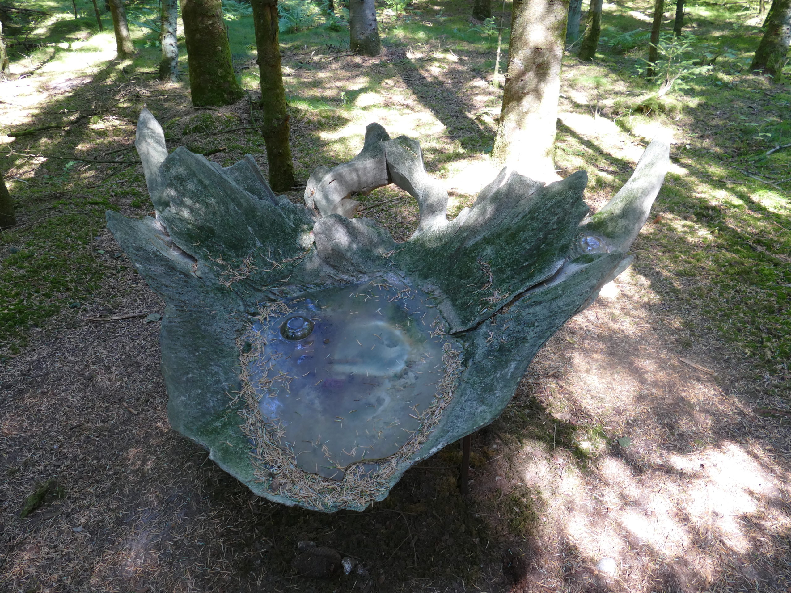 Deep Forest Art Land