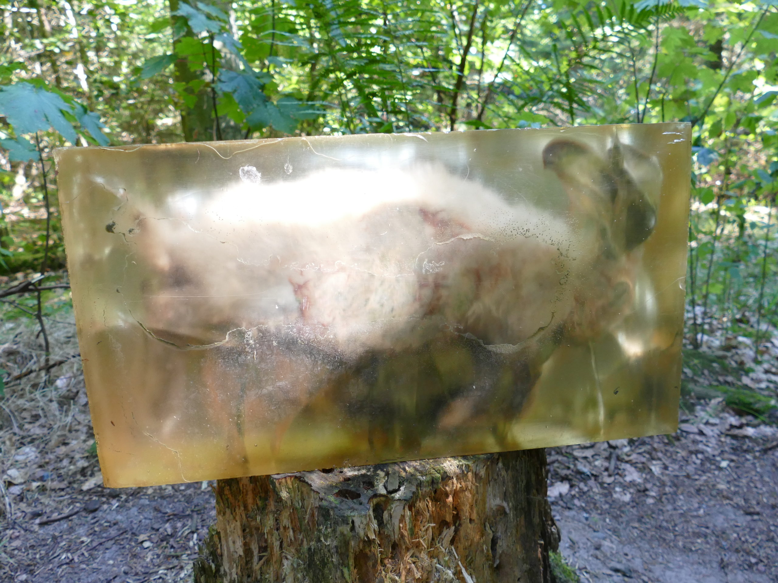 Deep Forest Art Land