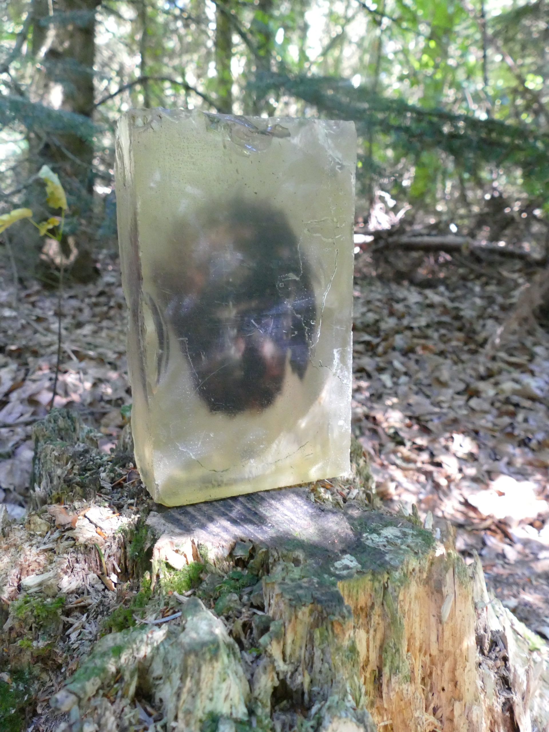 Deep Forest Art Land