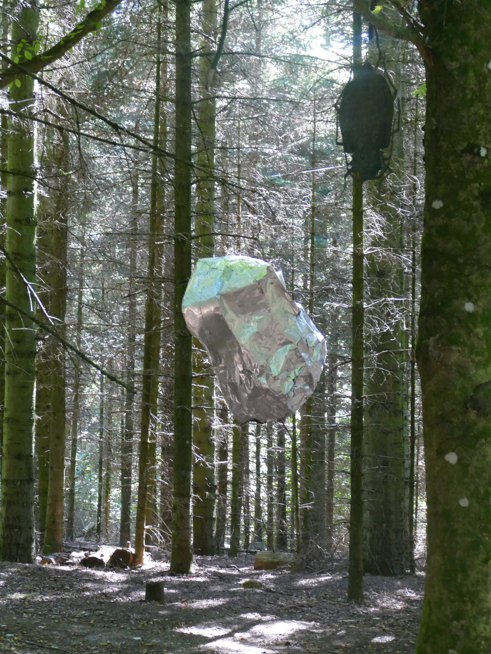 Deep Forest Art Land