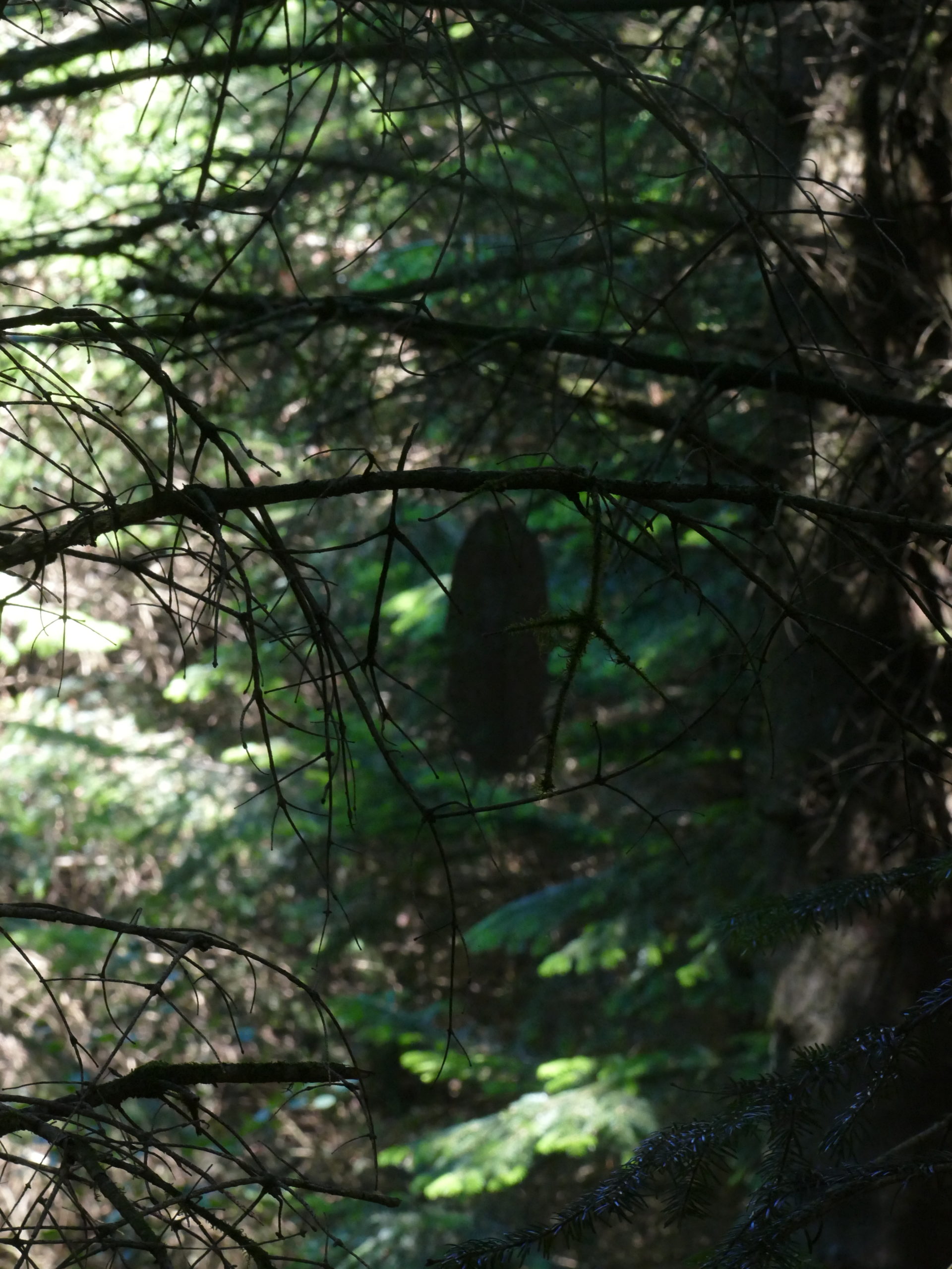 Deep Forest Art Land