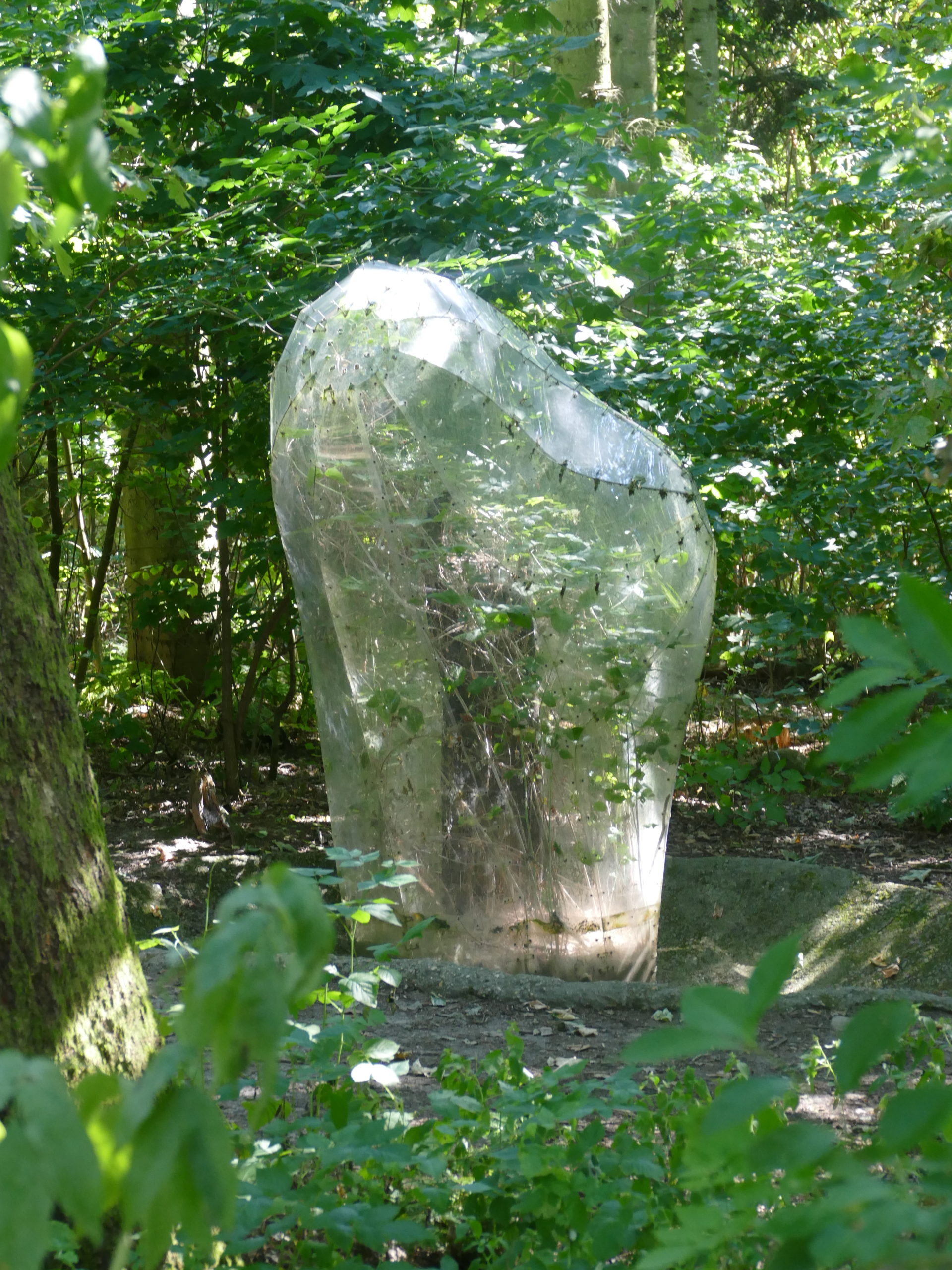 Deep Forest Art Land