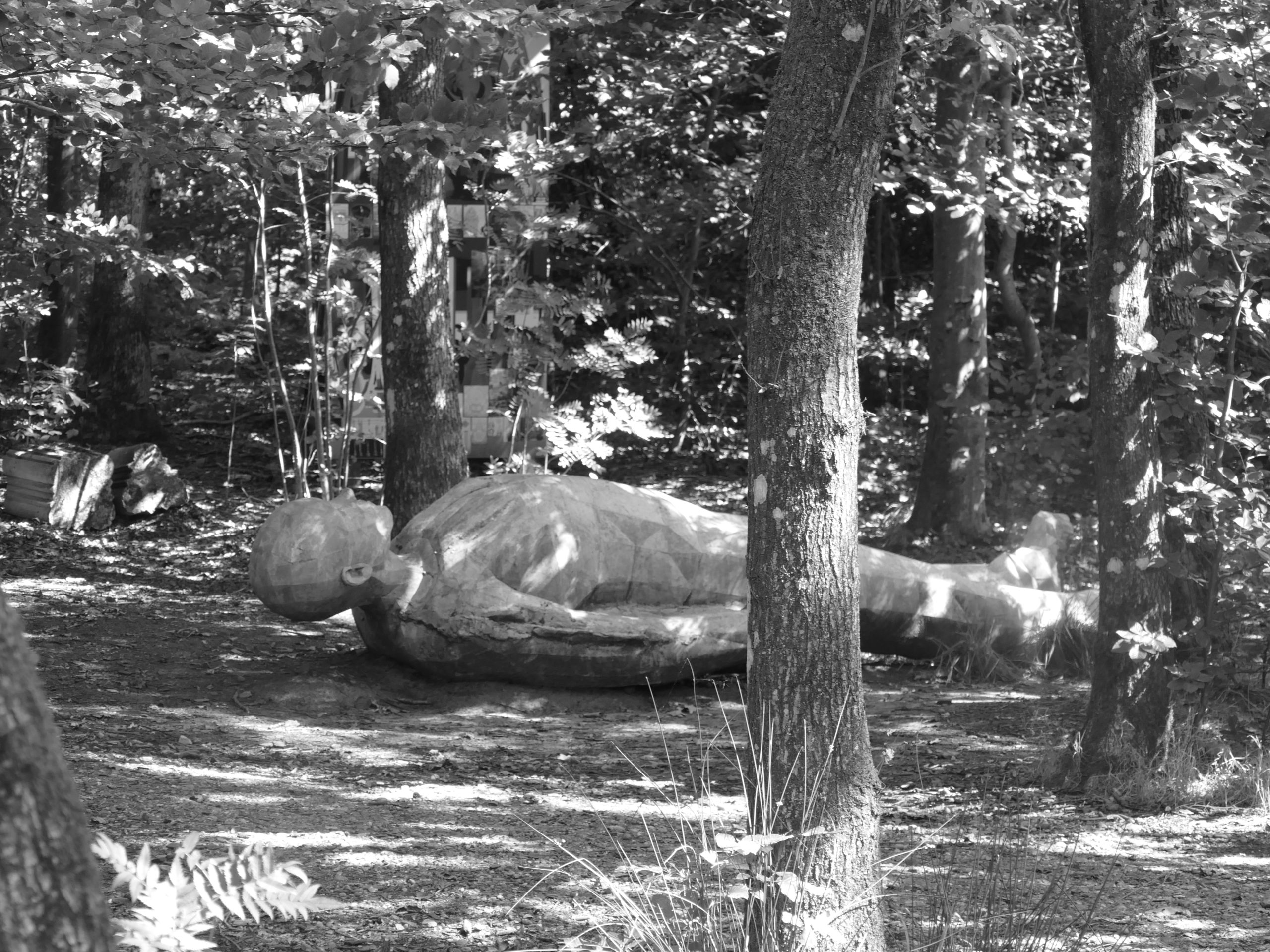 Deep Forest Art Land