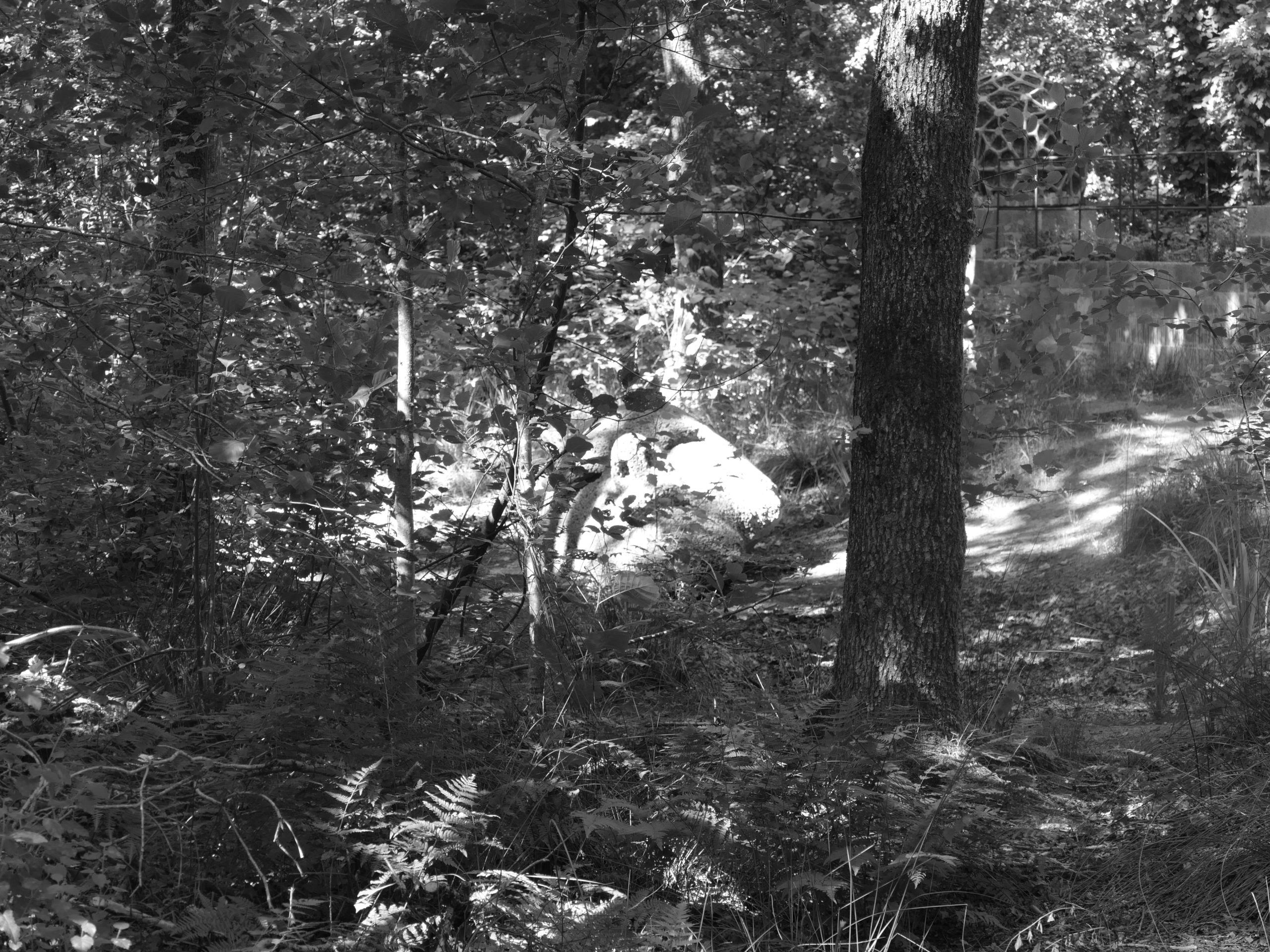 Deep Forest Art Land