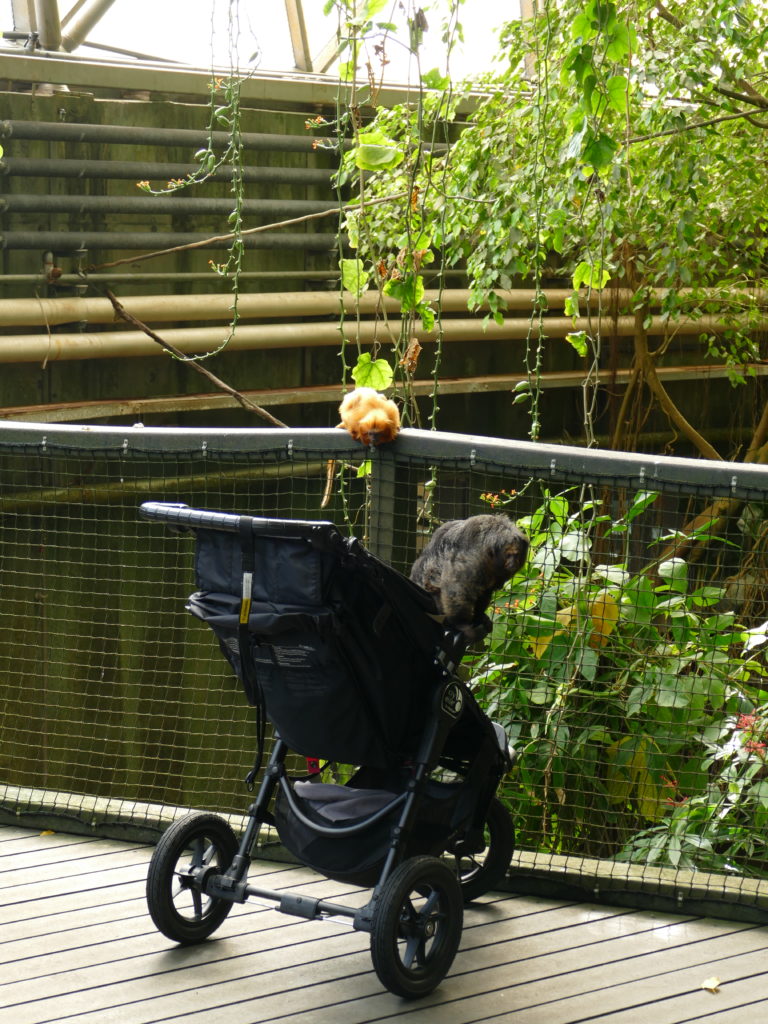 lass dein kinderwagen nie alleine Zoo Randers Regnskov