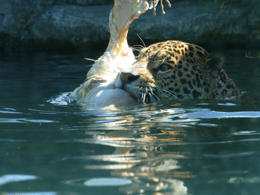 panther Zoo Randers Regnskov