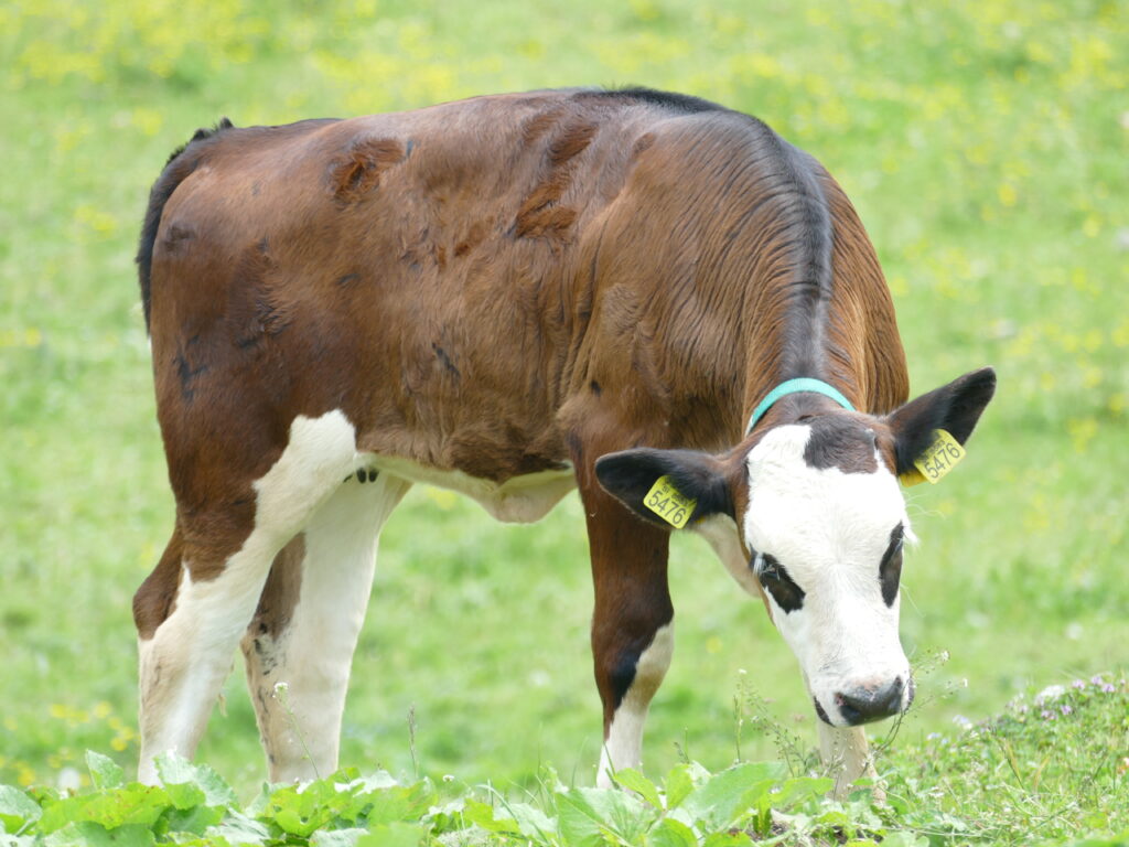 Velika Planina Kalb