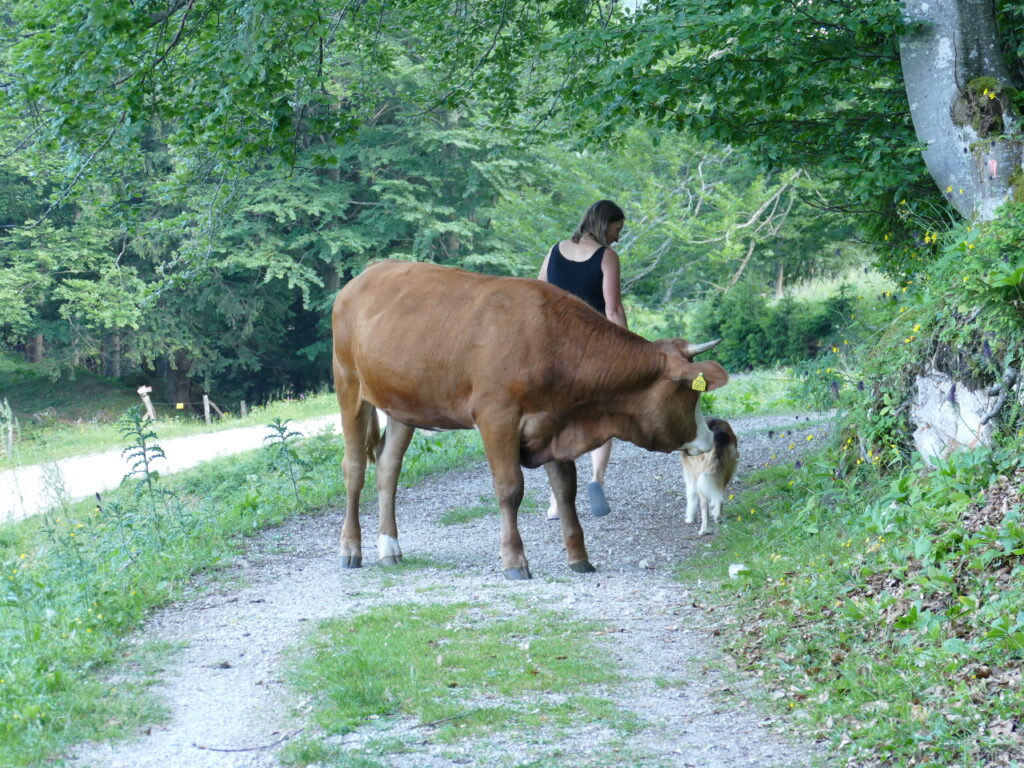 Velika Planina 